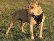 Agitation/Protection Leather Dog Harness- Pit bull
