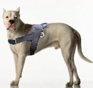Argentine dogo Nylon multi-purpose,tracking/pulling dog harness