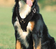 Bernese Mountain dog Handcrafted Leather Dog Harness