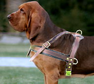 Bloodhound walking Leather Dog Harness-harness for bloodhound Bloodhound walking Leather Dog Harness-harness for bloodhound