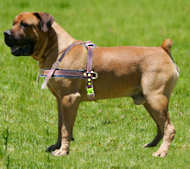 Boerboel Mastiff Pulling/Tracking Leather Dog Harness