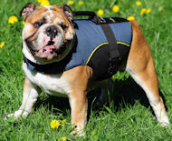 English Bulldog Nylon Dog Harness -English Bulldog Dog Vest