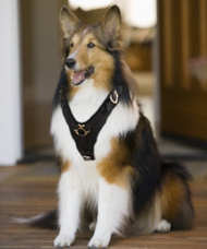 Collie dog harness for walking