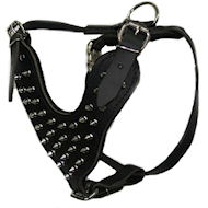 spiked dog harness