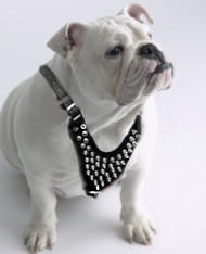 British Bulldog Spiked Dog Harness