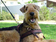 Gear leather dog harness walking dog harness