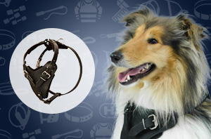 Nylon Dog Harness