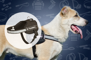 Dog Harness