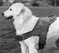 Kuvasz dog harness - Nylon dog harness for tracking/pulling Kuvasz dog harness - Nylon dog harness for tracking/pulling