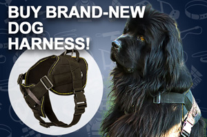 Nylon Dog Collar