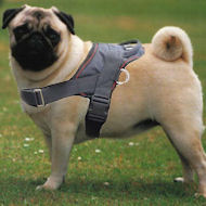 Pug Harness - Pag Walking Dog Harness, Nylon harness for PUG Pug Harness - Pag Walking Dog Harness, Nylon harness for PUG