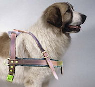 Pyrenean Mastiff walking Leather Dog Harness-tracking harness