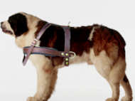 Saint Bernard tracking/Pulling Leather Dog Harness