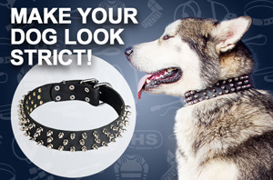 Leather Dog Collar