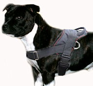 Staffordshire Bull Terrier Leather Dog Harness- custom harness