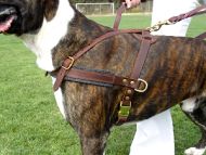 dog harness for pulling 