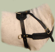 Tracking Leather Dog Harness for Bull Terrier - Pulling Harness