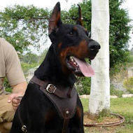 Agitation/Protection Leather Dog Harness for doberman pinscher