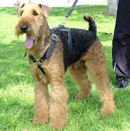 airedale terrier tracking dog harness