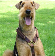 leather dog harness for airedale terrier