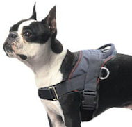 Nylon dog harness for Boston Terrie- Tracking/Walking Harness Nylon dog harness for Boston Terrie- Tracking/Walking Harness