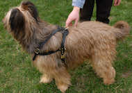 tracking dog harness for briard