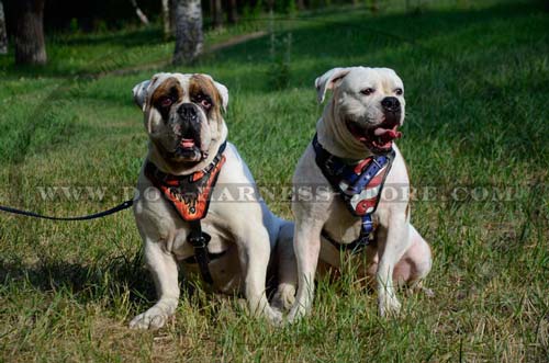 Quality Dog Harness Comfortable for Working Breeds' Training