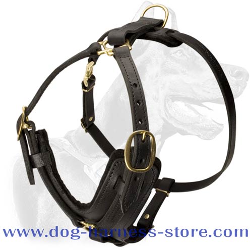 Quality Training/Walking Dog Harness of Luxurious Shape with Brass Fittings