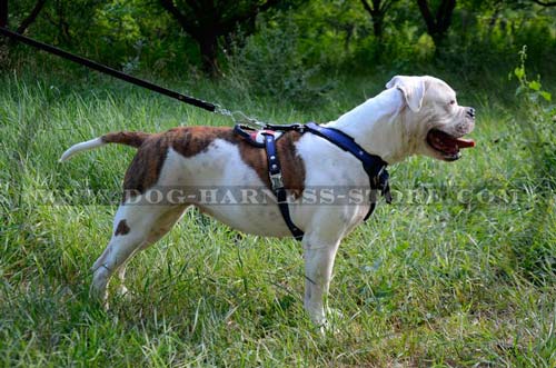 Heavy Duty Dog Harness with Wide Chest Plate and Wide Straps for Training