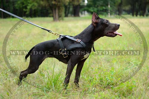 Comfortable Leather Harness with Brass Plated Fittings