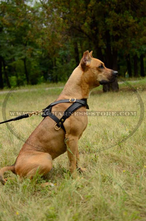 Dog Harness for Different Breeds Created to Withstand Challenges of Pulling and Tracking Work