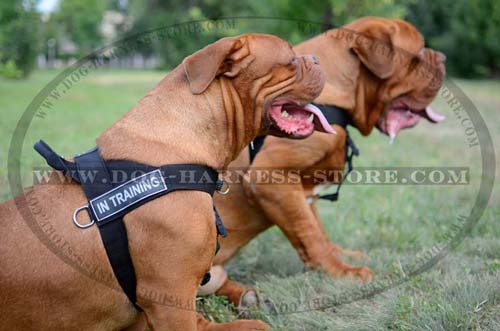 Working Dog Harness with Better Control Handle