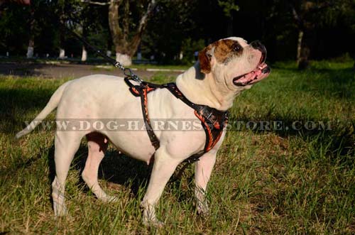 Durable Dog Harness with Comfortable Wide Chest Plate Lined with Thick Felt 