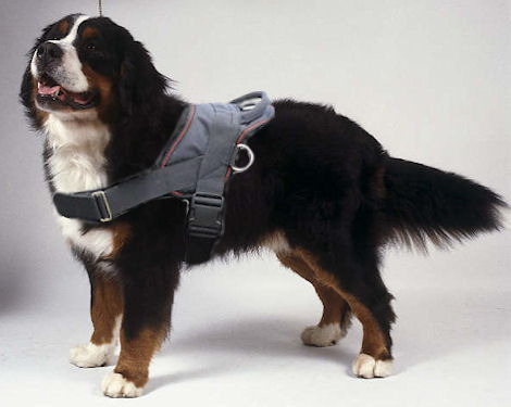 nylon dog harness for Bernese Mountain Dog