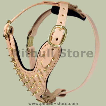 Padded spiked leather dog harness with brass spikes