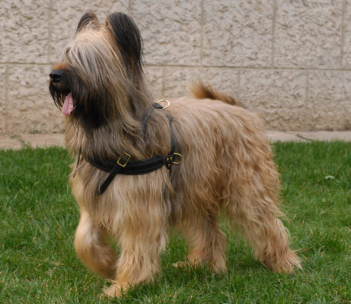 briard-pulling-dog-harness-tracking-harn