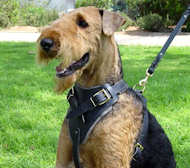 leather dog harness for Airedale Terrier