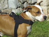 nylon dog harness for amstaff