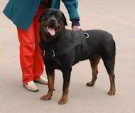 Nylon multi-purpose dog harness for tracking/pulling Rottweiler
