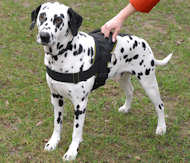 nylon dog harness for dalmatian breed