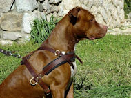 leather dog harness for pit bull