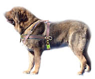 Spanish Mastiff Pulling Leather Dog Harness - Big dog harness