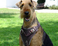 Airedale Terrier dog harness for training