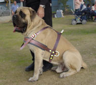 Old English Mastiff Tracking/walking/Pulling Dog Harness