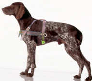 Pointer Pulling/Tracking Leather Dog Harness-Pointer harness