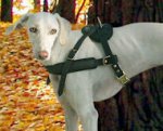 Greyhound Tracking Harness, Leather Dog Harness for Saluki H5