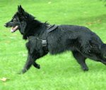 Belgian Sheepdog harness- Nylon multi-purpose dog harness