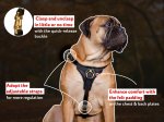 Boxer Tracking Walking Leather Dog Harness