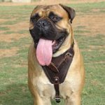Agitation/Protection Leather Dog Harness for Bullmastiff