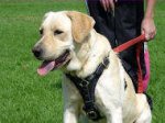 Tracking Walking Leather Dog Harness for Labrador Retriever